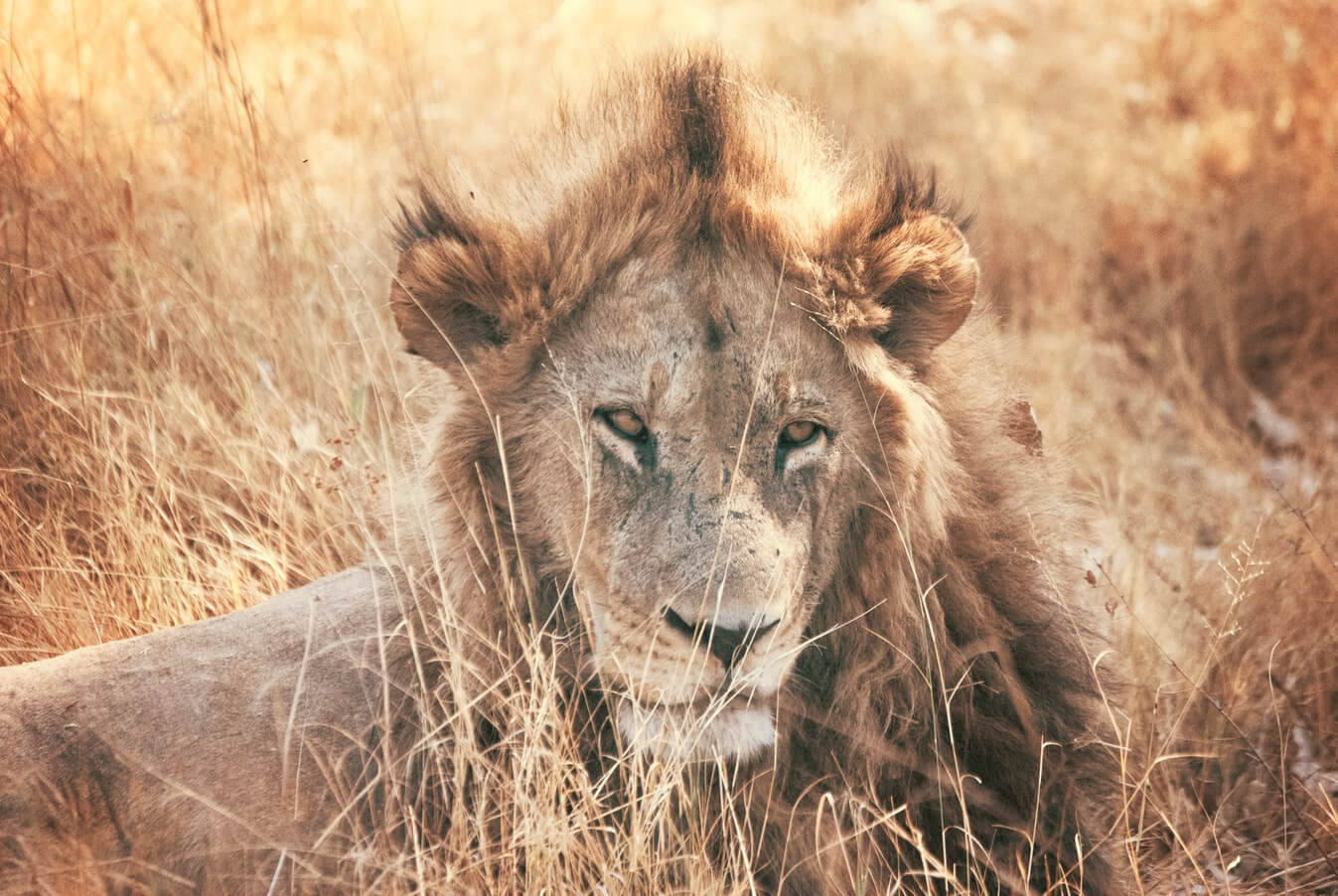 Lorem ipsum dolor sit amet